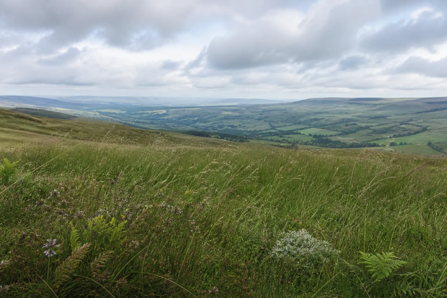 Open British moorland meadow under soft cloud